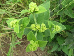 Verbesina sphaerocephala