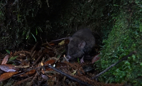 Mountain Paramelomys
