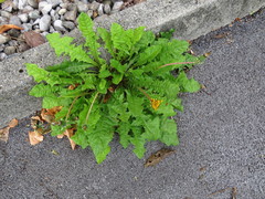 Taraxacum officinale