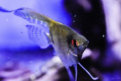 Pterophyllum scalare