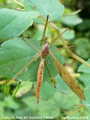 Tipula ultima