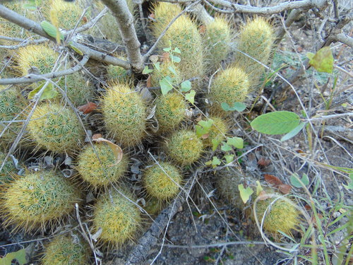 Image of Mammillaria elongata by (c) Jose Antonio Aranda Pineda, some rights reserved (CC BY)