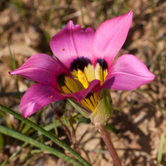 Romulea subfistulosa