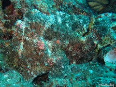 Antennarius commerson