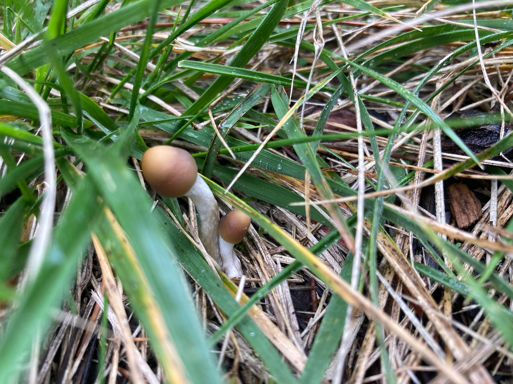 Psilocybe subaeruginosa · June 2025 · photo: © victor_phillips (iNaturalist, cc-by-sa)