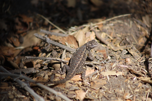 iNaturalist observation photo of Western Fence Lizard