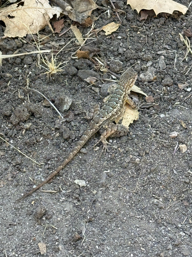 iNaturalist observation photo of Western Fence Lizard