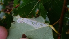 Phyllocnistis labyrinthella