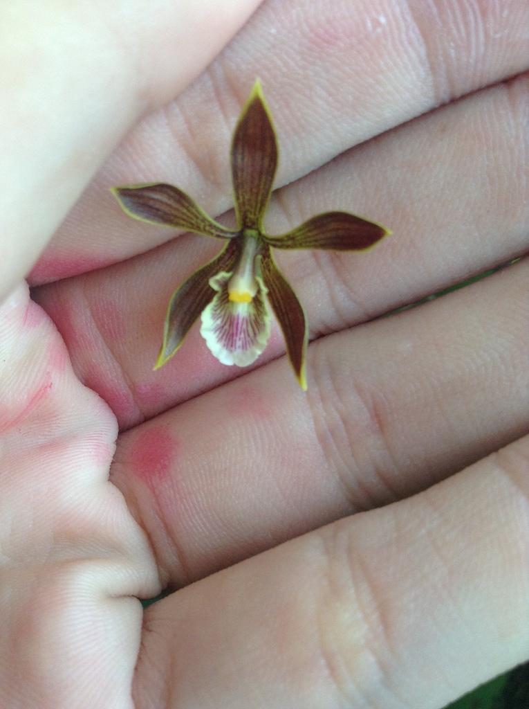 Encyclia spatella (Rchb.f.) Schltr.