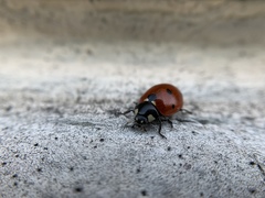 Coccinella septempunctata