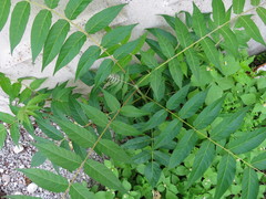 Ailanthus altissima