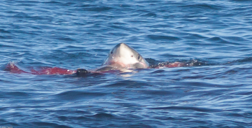 Great White Shark