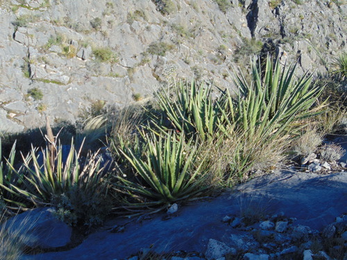 Agave albomarginata