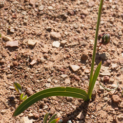 Ixia marginifolia