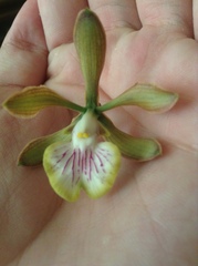 Encyclia trachycarpa
