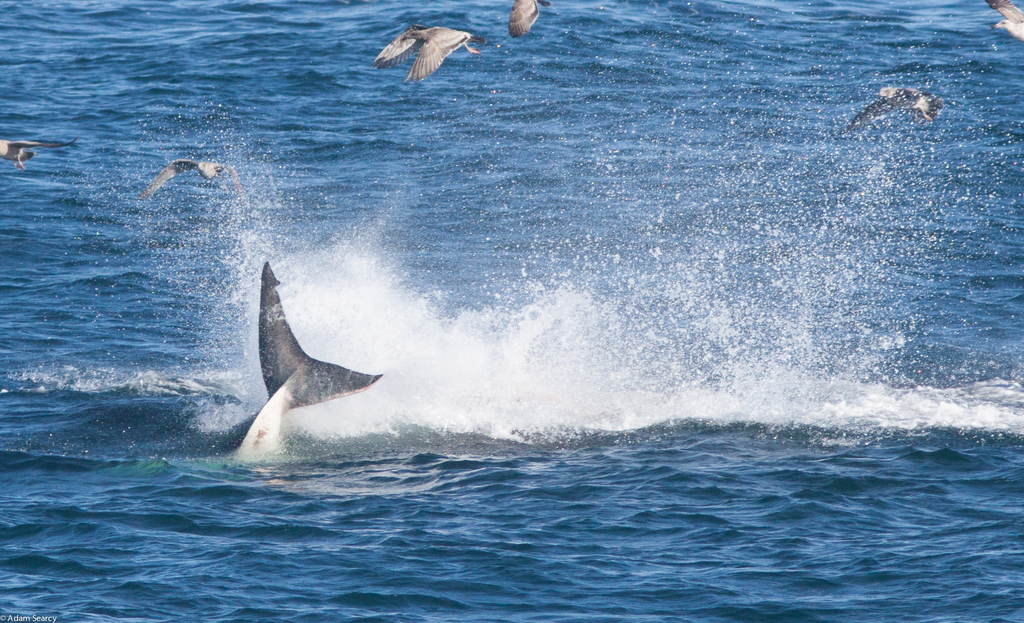 Photo of a Great White Shark