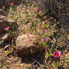 Romulea subfistulosa