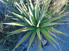 Agave albomarginata