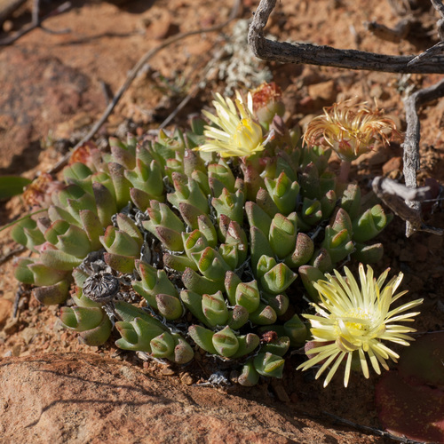 Mesembryanthemum exiguum N.E.Br. 3