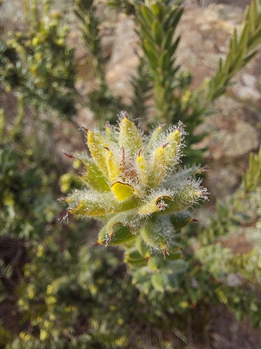 Pine Mountain Grevillea (Grevillea jephcottii)