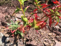 Oenothera argillicola
