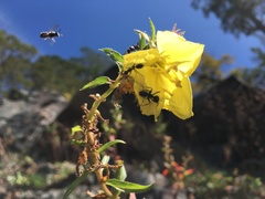 Oenothera argillicola