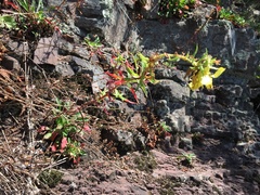 Oenothera argillicola