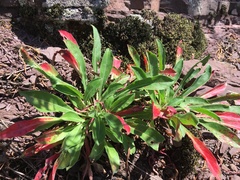 Oenothera argillicola