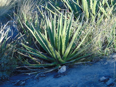 Agave albomarginata