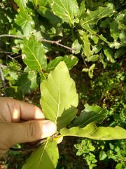 Quercus hirtifolia
