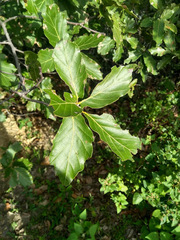 Quercus hirtifolia