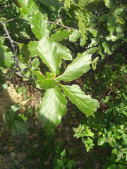 Quercus hirtifolia