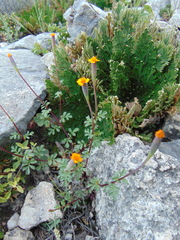 Tagetes moorei