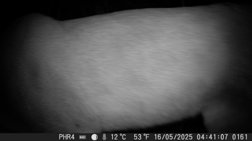 Mountain Lion