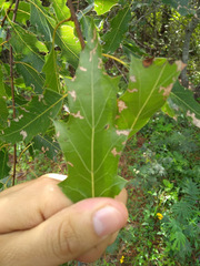 Quercus robusta