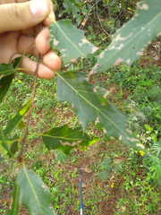 Quercus robusta