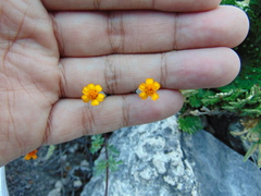 Tagetes moorei