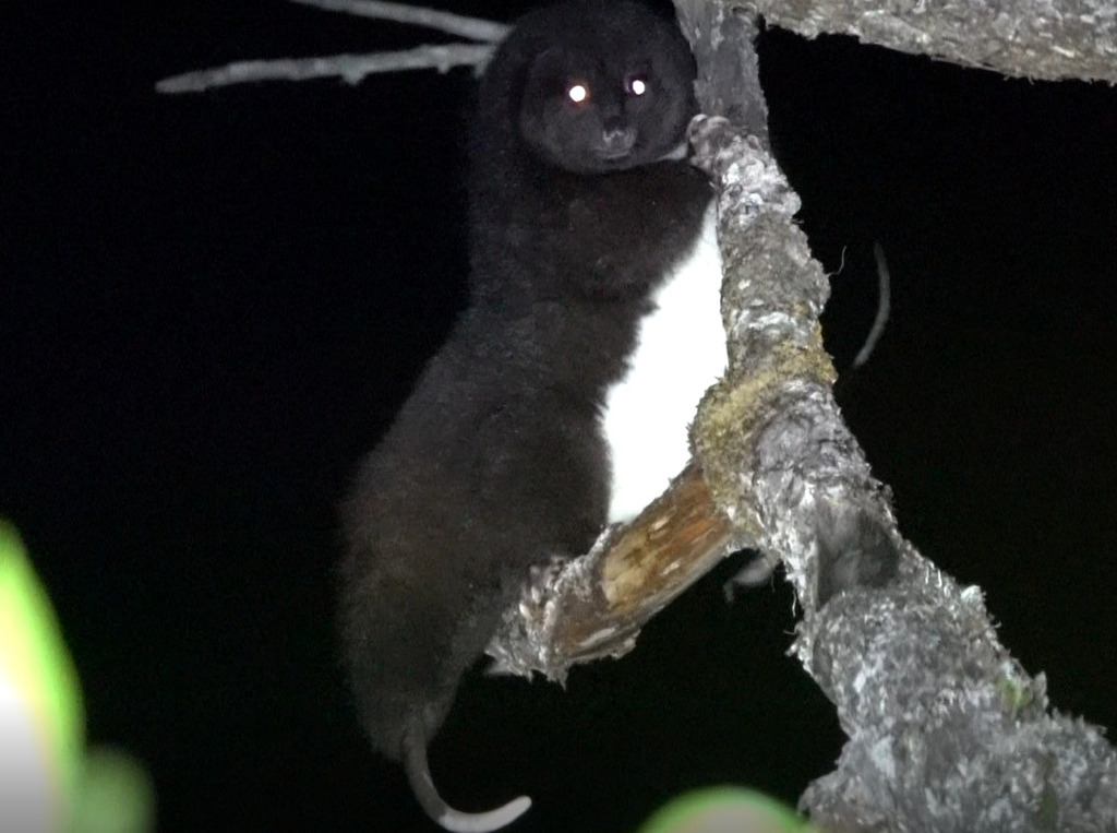 Mountain Cuscus
