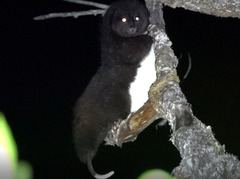 Mountain Cuscus photo 3