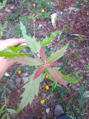 Quercus runcinatifolia
