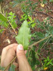 Quercus runcinatifolia