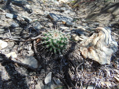 Mammillaria parkinsonii