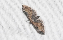 Eupithecia carneata