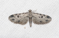 Prorella discoidalis