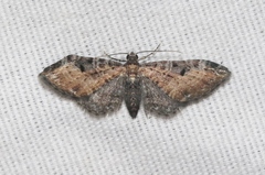 Eupithecia carneata