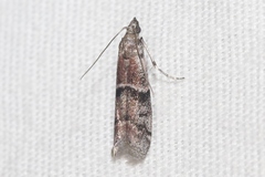 Vitula aegerella