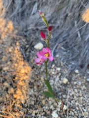 Ixia scillaris