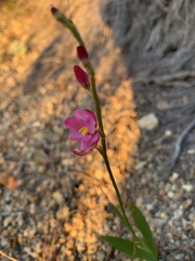 Ixia scillaris