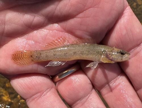 Lollypop darter (Etheostoma neopterum) — Percidae — 2