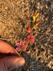 Ixia scillaris